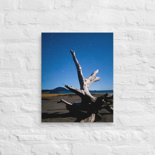 Starlit Driftwood: Nighttime Tranquility in Port Orford